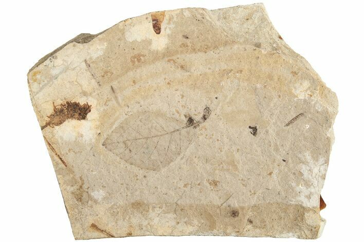 Fossil Leaf (Betula) - McAbee Fossil Beds, BC #221203
